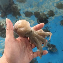 국내산 서해 냉동 쭈꾸미 1kg 당일조업 자연산 봄쭈꾸미