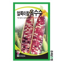 얼룩이찰옥수수 150립 / 옥수수씨앗 찰옥수수씨 종자 주말농장 베란다텃밭