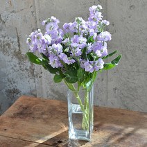 스토크 향이좋은꽃 생화택배 꽃다발 겨울꽃, 퍼플톤