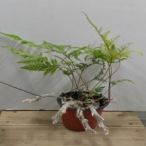 행복한꽃순이 넉줄고사리 후마타 발부 목부작