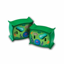 식물세포 단면모형-22540