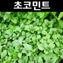 초코민트/코리아민트 다년생 허브 포트묘 5개/야생화