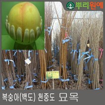 복숭아나무 묘목 2년생 아삭이왕복숭아 백도 특묘 봄에 심을만한 묘목 ys