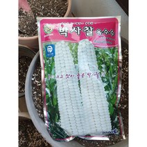 찰옥수수씨앗/ 박사찰옥수수2500립/고향찰옥수수 2000립, 박사찰옥수수2500립