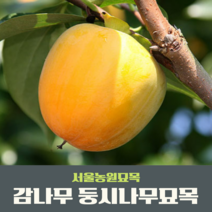 서울농원묘목/감나무 묘목 대봉 야오끼(왕대봉) 둥시 차량단감 월하시, 특묘
