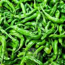 아삭고추 내외 청고추 특품 1kg 모닝고추 매운고추 꽈리고추 햇고추 풋고추 땡초