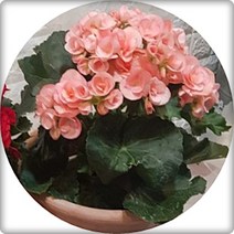 장미베고니아 엘라티올베고니아 3포트분 꽃화분 반려식물 플랜테리어, 핑크