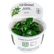 트로피카 아누비아스 나나 1-2-GROW (조직 배양 수초)