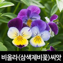 비올라씨앗 삼색제비꽃씨앗 팬지씨앗 꽃씨앗 300알, 1개