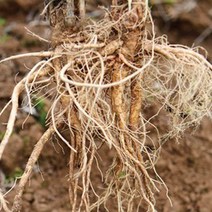 잔대 딱주 식재 산야초 씨앗 품종 작물 종자 10000립 _ 2023895EA, 쿠팡 본상품선택