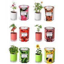 윈지커머스_221102 [WINZI_몰] 과학교구 미니화분세트 홈가드닝 미니화분 화분만들기, 실내 식물재배기 미니화분 씨앗 자연 학습 DIY키, 1 봉선화 _JMOC