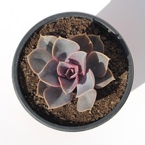 라일락 다육이 다육식물 키우기