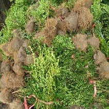 회양목 키30센티 조경수 관상수 5주 4284pq, 본상품선택