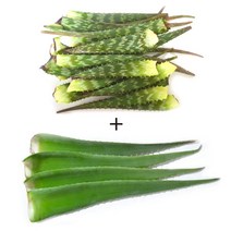 무농약 알로에 베라 1kg + 사포나리아 1kg