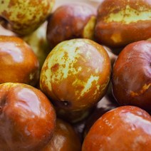 사과대추 왕대추 1kg, 선추 사과대추[대] 1kg(30-40개)
