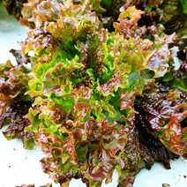 꽃상추 적상추 1kg 2kg 4kg, 꽃상추 1kg, 1개