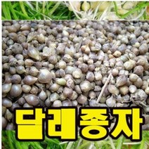 달래종자 100ml 4계절 파종가능