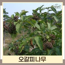 오갈피나무 묘목 오가피 실생2년생 뿌리묘 5개