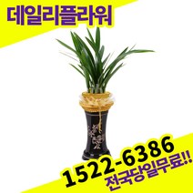산천보세 동양란 서양란 동양난 서양난 배송 승진축하 고급 난배달 당일 배송