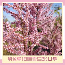 위성류나무 묘목 테트란드라 다간형 개화주 1개