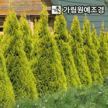 에메랄드골드 상록수 정원수 조경수 가림원예조경, 키100cm분묘