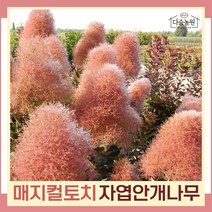 안개나무 묘목 자엽안개 매직컬토치 8치화분 1개