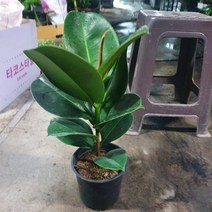 꽃백화점 인도고무나무 소피아고무나무 중품 반려식물 79, 1개