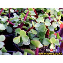 은행목, 1개