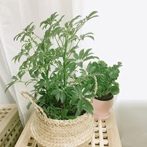 실내 공기 미세먼지 정화 식물 홍콩야자 키우기 해초 라탄 바구니, 홍콩야자+라탄바구니