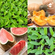 열매채소 모종 모음 가지 오이 호박 방울 토마토 수박 참외 브로콜리 옥수수 여주 수세미 콩 박 모종 텃밭, 검정대추토마토 2개