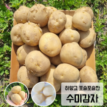 [2023년 수확] 감자 햇감자 수미감자 국내산 포슬포슬, 3kg, 1개, 중