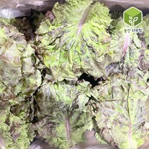 국내산 포찹 꽃상추 4kg, 1개