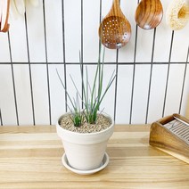 1+1 차이브 키친허브 화분 세트 로즈마리 딜 바질 베란다 텃밭 허브 키우기, H35.차이브, H42.샐러리