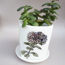 지화인 꽃보다 화분, 1개, 수국 (보라)