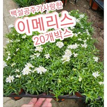 이메리스-겨울눈꽃-20개박스/첫눈에 반해버린꽃 눈꽃 이베리스