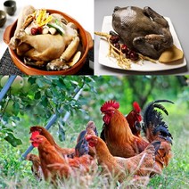 토종닭 2.2kg내외 오골계 백숙용 생닭 [티백 증정] 볶음탕 제사용닭 생오리 시골토종 몸보신용 주문손질 [17시이전 주문시 당일발송][설연휴 18일 4시마감 26일 순차발송], 토종장닭 (2.2kg내외) 1개 + 백숙재료 무료