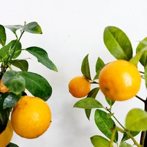 오렌지레몬나무 반려식물 개업 이사 승진 축하 화분