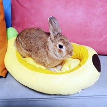 강아지 마약방석 쿠션 꿀잠 쇼파 침대 고양이 대형 펫펫펫 고양이이불 고양이쇼파 강아지빈백 애견방석 다이소