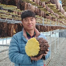 대가야 유기농 장수 상황버섯 분말 150g