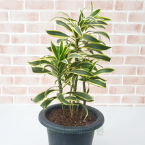 도희씨네 정원>> 고급진 드라세나 송오브인디아 중형 170″ class=”wr-img”></a></div></p></div></p></div></p></div><div class=