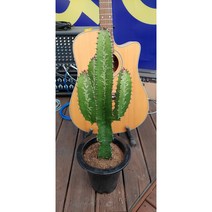 팅커벨 청하각(50cm)