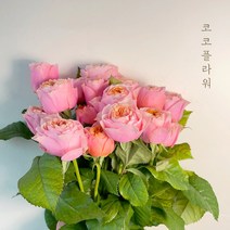 [코코 플라워] 부부젤라 장미 생화택배 꽃배달싼곳 반단 한단