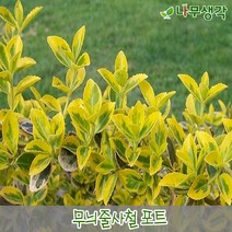 착한가격나무생각 무늬줄사철(포트묘) 10주묶음