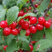 목하원예조경 앵두나무 묘목 (왕앵두) 결실주 분, 왕앵두나무 결실주