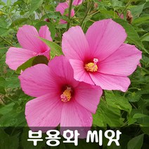 [해피플라워] 무궁화를 닮은 꽃 부용화 씨앗 100립 / 봄 파종 꽃씨