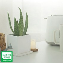 ▒고질라몰▒알로에 사포나리아 모종 1개 모종 알로에사포나리아 애기알로에 생알로에 알로에, ☆ㄳ ㄳ