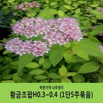 착한가격 나무생각 조팝나무 묶음모음, 황금조팝H0.3~0.4(30~40cm) 5주