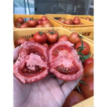 여주 토마토 총각 나무에서 익힌 빨간 완숙 토마토 정품 못난이 2.5kg 5kg 10kg, 1box, 못난이 5kg
