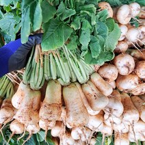 맛있는 국내산 초롱무 5kg, 1개