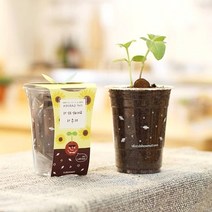 [HOHO] 정원 미니정원 가든 가드닝 마당 채소밭 씨앗 재배 화분재배키트 옥상 어린아이 씨앗키우기 베란다 화분 틔움세상 시리즈 모종 아파트 친환경 컵 텃밭 유기농 키우기 학습 컵가든, 봉선화